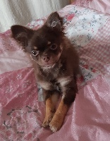 Étalon Chihuahua - Piero piccolo angelo Du Moulin Aux Merles