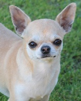 Étalon Chihuahua - Lolita lempicka du Domaine San Sébastian
