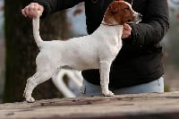 Étalon Jack Russell Terrier - Opa dance Du Mas Ensoleillé