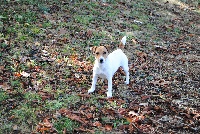 Étalon Jack Russell Terrier - Ouna Des Terriers Du Marsan