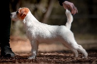 Étalon Jack Russell Terrier - Oumka Du Mas Ensoleillé