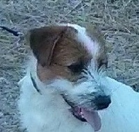 Étalon Jack Russell Terrier - Joya of Spirit Mountain