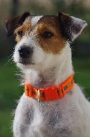 Étalon Jack Russell Terrier - Jexy inlove Shi's Pak