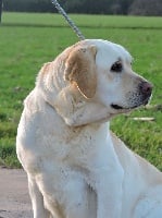 Étalon Labrador Retriever - Melba d'Aydoilles