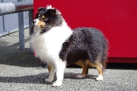 Étalon Shetland Sheepdog - Invictus black king Du Domaine Des Danaides