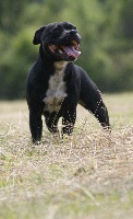 Étalon Staffordshire Bull Terrier - Naya Du Royaume Staff