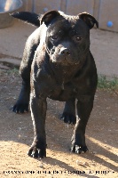 Étalon Staffordshire Bull Terrier - Oxanna one black De la crique du Flojule
