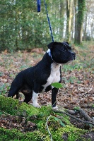 Étalon Staffordshire Bull Terrier - CH. Naboo (Sans Affixe)