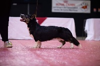 Étalon Welsh Corgi Cardigan - Nietzche du mont des croisettes