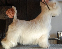 Étalon West Highland White Terrier - Carpe diem du moulin de mcmonique