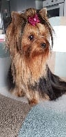 Étalon Yorkshire Terrier - Miss tinguette Du Petit Pelerin