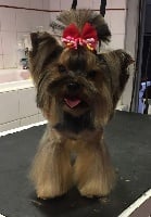 Étalon Yorkshire Terrier - Nina Du manoir des messalines