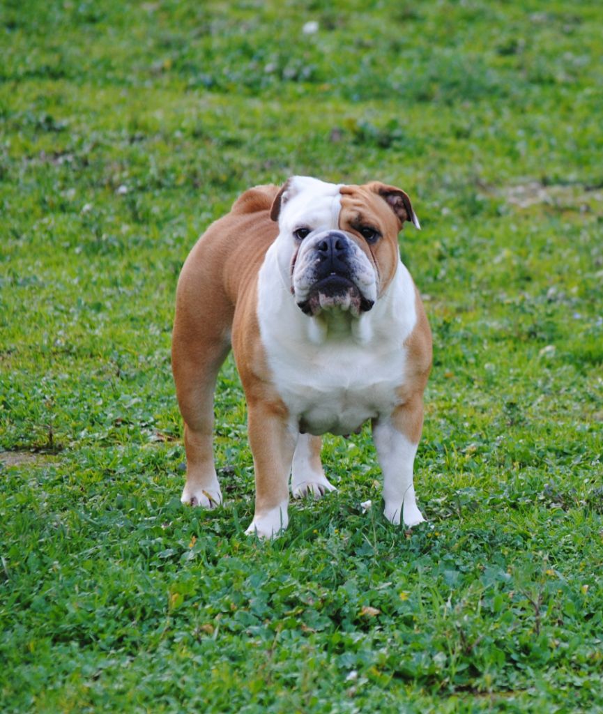 Chien Bulldog Anglais Nasty girl Strawberry Bull's