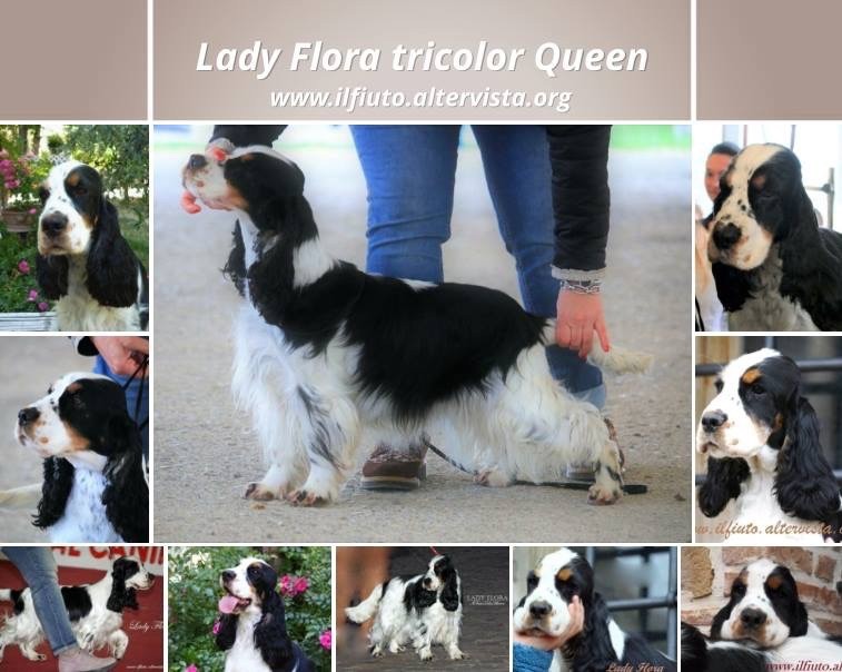 Lady flora tricolor Queen