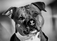 Étalon American Staffordshire Terrier - Badjo (Sans Affixe)
