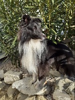 Étalon Shetland Sheepdog - Norton du souvenir du tootxie du souvenir de tootxie