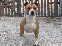 Étalon American Staffordshire Terrier - Mistral gagnant By Gold Black Mountain