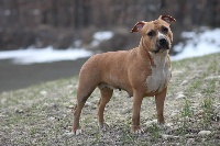 Étalon American Staffordshire Terrier - Gold'n'good Harvest moon