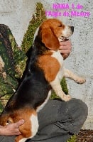 Étalon Beagle - Nana 1 De l'aigle de meaux