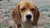 Étalon Beagle - Oria Du clos machard