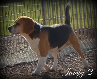 Étalon Beagle - Jumpy 2 (Sans Affixe)
