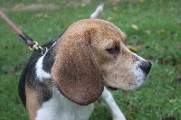 Étalon Beagle - Praline Des Courants De La Selle