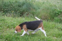 Étalon Beagle - Orion Des Jardins De Vesco