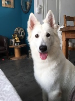 Étalon Berger Blanc Suisse - O'all you need is love Du Moulin De Beuvry