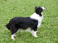 Étalon Border Collie - Miss dite moona de la colline aux marmottes