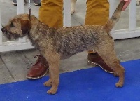 Étalon Border Terrier - Pandore d'Hixa's Stories