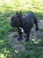 Étalon Bouledogue français - Otéro la belle Du Clan De Giensékia
