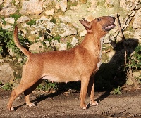 Étalon Bull Terrier - Trick or treat Newsworthy