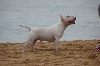 Étalon Bull Terrier - Rowenagain Héphaïstos