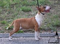 Étalon Bull Terrier - Olney of the little troublemaker