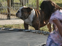 Étalon Bulldog Anglais - Olympia Luso Bull King Dog