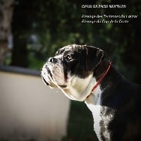 Étalon Bulldog continental - Opus Grande Nekthar