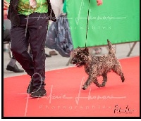 Étalon Cairn Terrier - CH. Oh my god du Harpouy D'Auzan