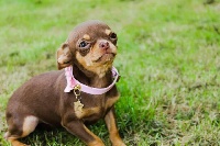 Étalon Chihuahua - O'sborg Of Love Praline