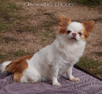 Étalon Chihuahua - Margot iz korolevstva gnomov