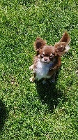 Étalon Chihuahua - Ostin power Des Minis Trésors