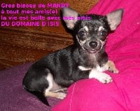 Étalon Chihuahua - Mandy des Amys de Appy