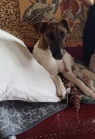 Étalon Fox Terrier Poil lisse - Portos de la meute champenoise