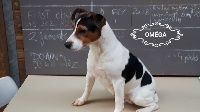 Étalon Jack Russell Terrier - Omega Du champ de l'ormeau