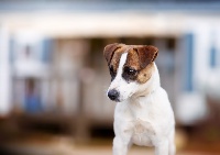 Étalon Jack Russell Terrier - Original beauty du Bois de Compiègne