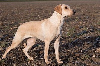Étalon Labrador Retriever - brownie's royal Litchee of gold