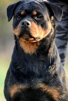 Étalon Rottweiler - Ixa timit-tor