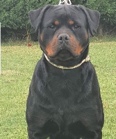 Étalon Rottweiler - Tajna Vom hause durdulov