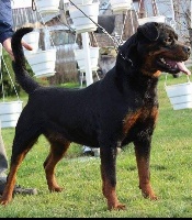 Étalon Rottweiler - Bamby modesty blaise