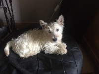 Étalon Scottish Terrier - Paillette beauty-ireland Nouvelle Generation