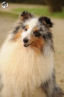 Étalon Shetland Sheepdog - Nearby the skywalker des lutins de Cassiopée